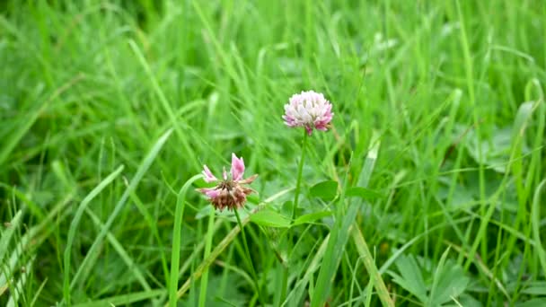 Trifolium repens, trevo rosa no verão campo, vídeo câmera estática. — Vídeo de Stock