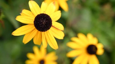 Rudbeckia çiçek tarlasında sarı çiçekler. Sabit kameralı video, yakın çekim, rüzgarda hareket.