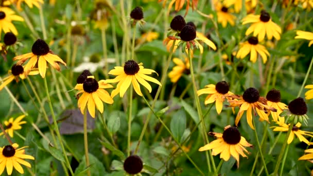 Rudbeckia żółte kwiaty w kwietniku. Wideo z kamerą statyczną, ruch na wietrze. — Wideo stockowe