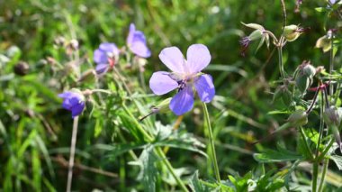 Olay yerinde sardunya pratezi. Rüzgarda hareket, güneş ışığı. Görüntülü sabit kamera.