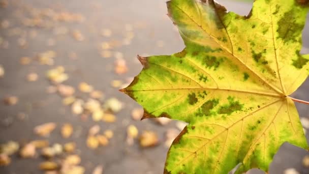 Herbst mehrfarbiges Ahornblatt im Wind langsame Bewegung. Laub fällt in den Hintergrund. Statische Videokamera. — Stockvideo