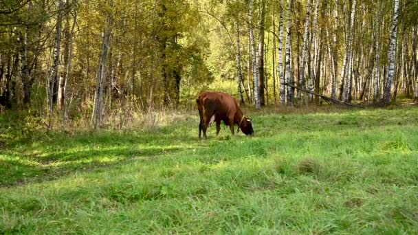 Krowa wypasa się na łące. Wczesna jesień. Statyczna kamera wideo. — Wideo stockowe