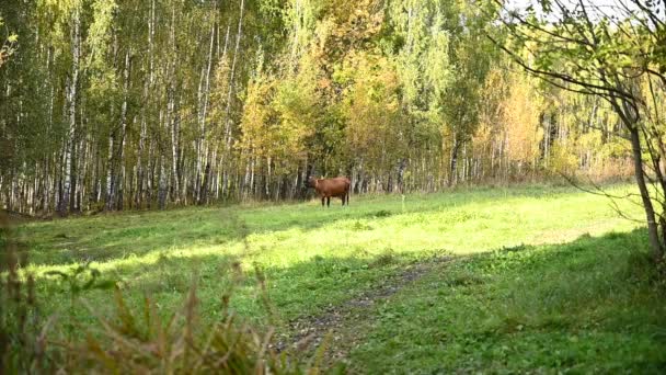 Uma vaca pastoreia num prado. No início do Outono. Câmera de vídeo estática. — Vídeo de Stock