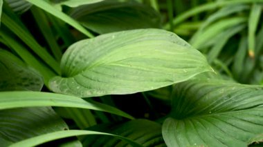Hosta rüzgâra karşı gidiyor. Statik kamera videosu.
