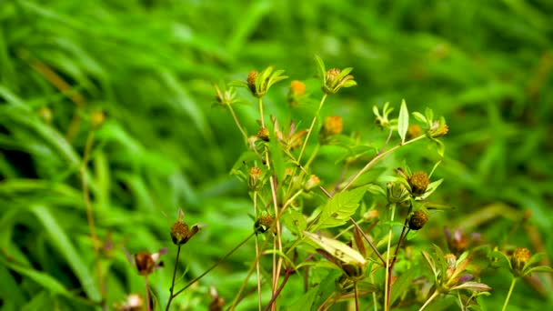 Bidens tripartita auf dem grünen Grashintergrund. Heilpflanze. Statisches Kameravideo, Windbewegung. — Stockvideo