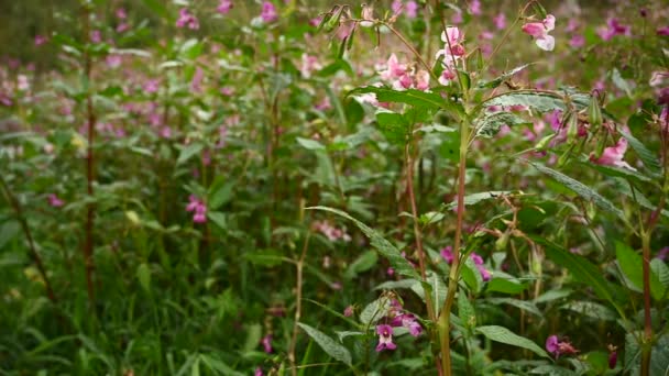 Impatiens glandulifera fiore al vento. Videocamera panoramica. — Video Stock