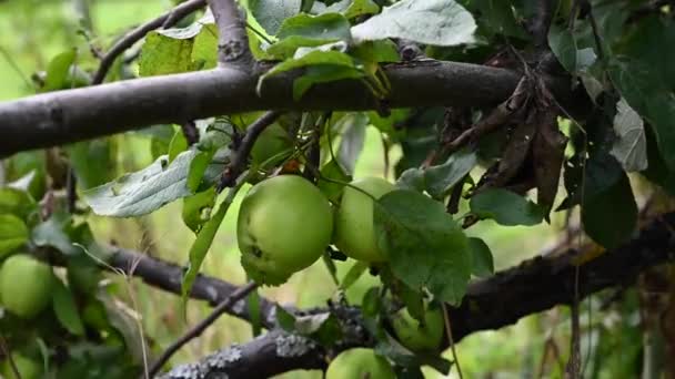 Branche avec des pommes au vent. Des fruits suspendus à un arbre. Pommes de jardin. Récolte. Des arbres prospères. Pomme sauvée. La branche oscille dans le vent — Video