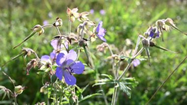 Olay yerinde sardunya pratezi. Rüzgarda hareket, güneş ışığı. Görüntülü sabit kamera.