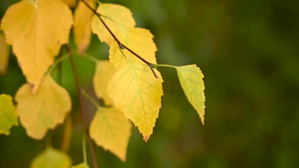 Жовте листя берези крупним планом у повільному русі вітру. Відео . — стокове відео