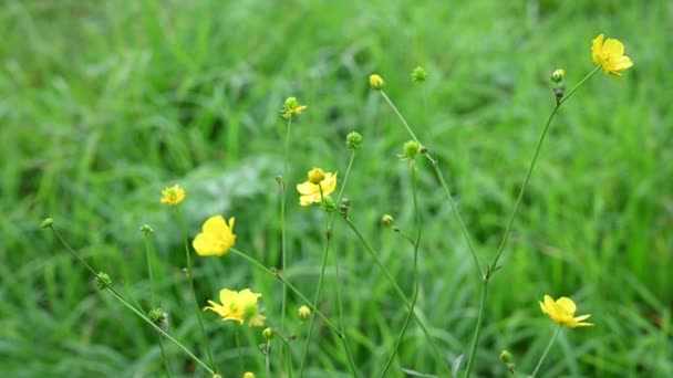 Sárga boglárka virág a mezőn. Ranunculus vagyok. Statikus kamera közelkép videó. — Stock videók