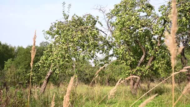 Äppelträd trädgård. Skörda. Förökningsträd. Apple räddade. Gräset svajar i vinden. Statisk kamera landskap video. — Stockvideo