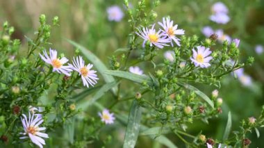 Alp makinası. Bahçedeki Aster alpinus leylak çiçekleri. Statik kameralı bir video.