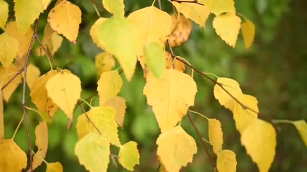 Les feuilles de bouleau jaune se rapprochent dans le mouvement du vent. Vidéo. — Video
