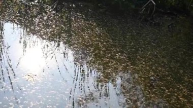 Ördek otu göletteki suyun yüzeyinde yüzer. Hareketli video statik kamera. Yüksek kalite 4k görüntü