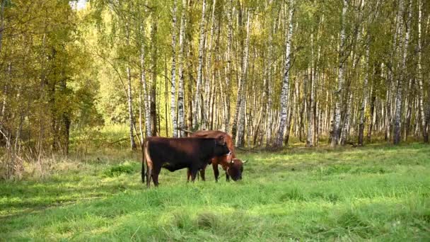 Uma vaca e um bezerro pastam num prado verde. Vídeo câmera estática. — Vídeo de Stock