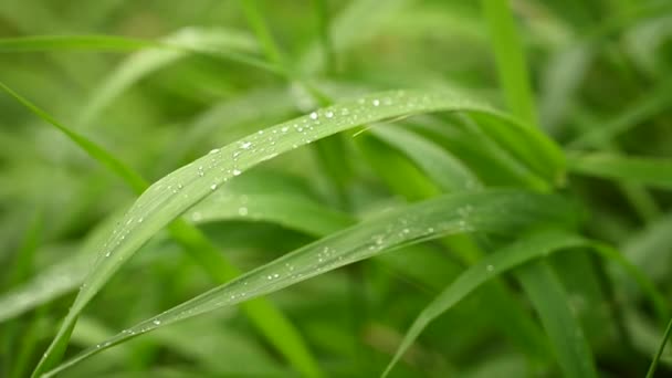 背景是多汁的绿草，风中有雨滴。使用静态相机的视频. — 图库视频影像