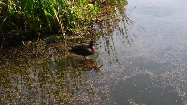 Wild duck on pond floating. Swampy pond with duckweed. Video static camera. — Stock Video