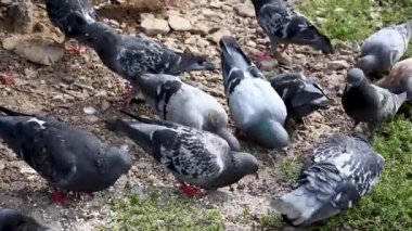 Mavi güvercinler taşlı topraklarda tahıl yer. Video.