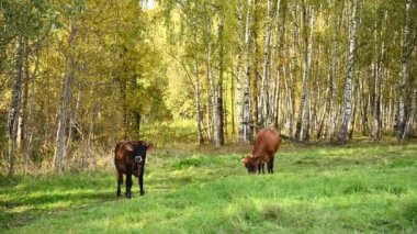Bir inek ve bir buzağı yeşil bir çayırda otluyor. Görüntülü sabit kamera.