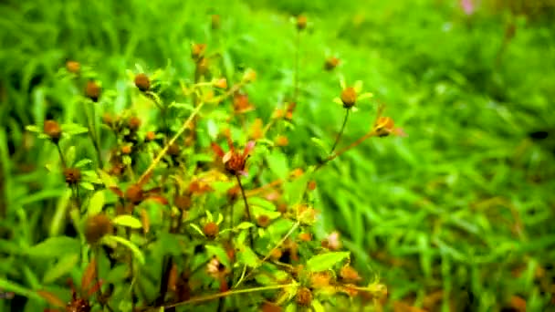 Trójstronna Bidens na zielonym tle trawy. Roślina lecznicza. Kamera statyczna wideo, ruch wiatru. — Wideo stockowe