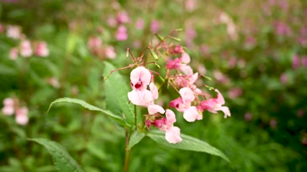 Impatiens glandulifera fiore al vento. Chiudi videocamera statica. — Video Stock