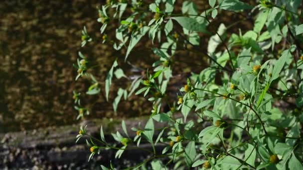 Biedt tripartita op de achtergrond van een vijver met eendenkroos. Medicinale plant. Statische cameravideo, windbeweging. — Stockvideo