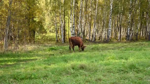 Uma Vaca Bezerro Pastam Num Prado Verde Câmera Estática Vídeo — Vídeo de Stock