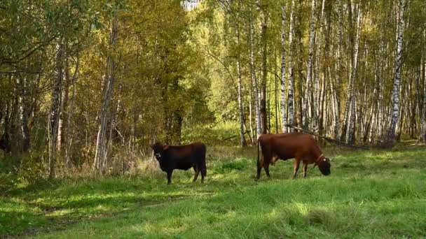 Una Vaca Ternero Pastan Prado Verde Cámara Estática Vídeo Imágenes — Vídeo de stock