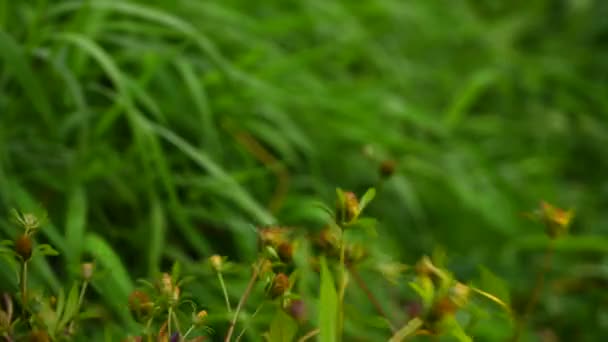 Bidens tripartita на зеленом фоне травы. Лекарственное растение. Статическое видео камеры, движение ветра. — стоковое видео