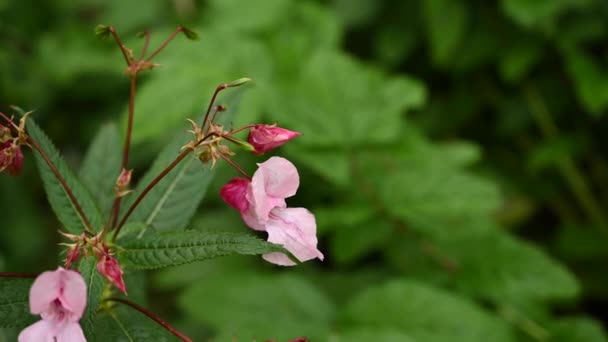 Impatiens glandulifera blomma vid vinden. Närbild video statisk kamera. — Stockvideo