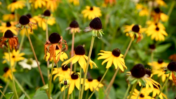 Rudbeckia flores amarillas en un lecho de flores. Video con cámara estática, movimiento en el viento. — Vídeos de Stock