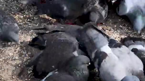 Modří holubi jedí obiloviny na kamenité půdě. Video. — Stock video