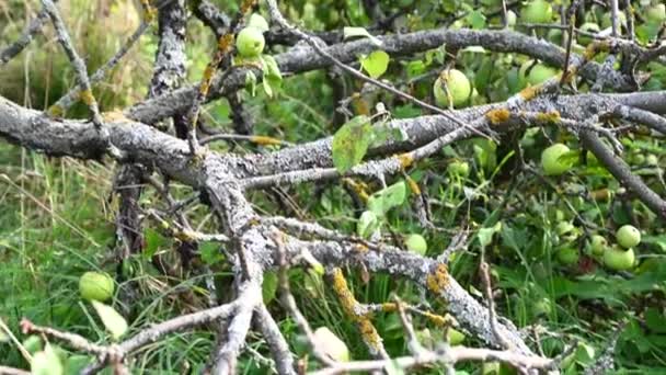 一棵老苹果树的枝条，上面躺着绿色的苹果。干树枝，很多水果。全景录像 — 图库视频影像