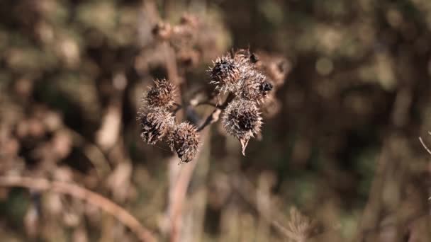 Dojrzałe nasiona łopianu na wietrze jesienią. Kamera statyczna wideo — Wideo stockowe