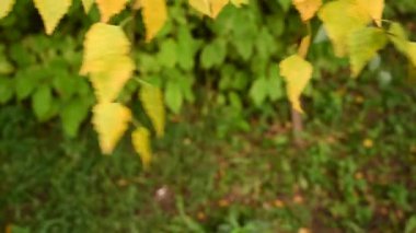 Sarı huş yaprakları rüzgâr hareketiyle kapanır. Video.