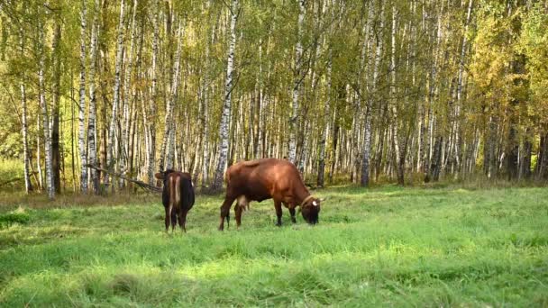 En ko och en kalv betar på en grön äng. Videokamera. — Stockvideo