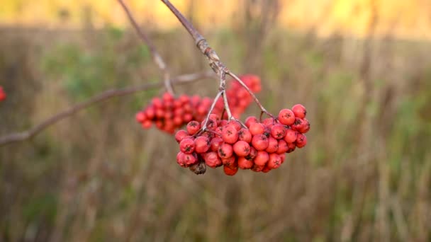 Bayas rojas de serbal maduras en otoño. La rama se balancea en el viento. Video con una cámara estática. — Vídeos de Stock