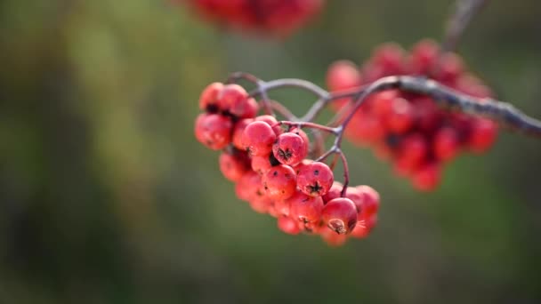 Czerwone dojrzałe jagody jagodowe jesienią. Gałąź kołysze się na wietrze. Wideo z kamerą statyczną. — Wideo stockowe