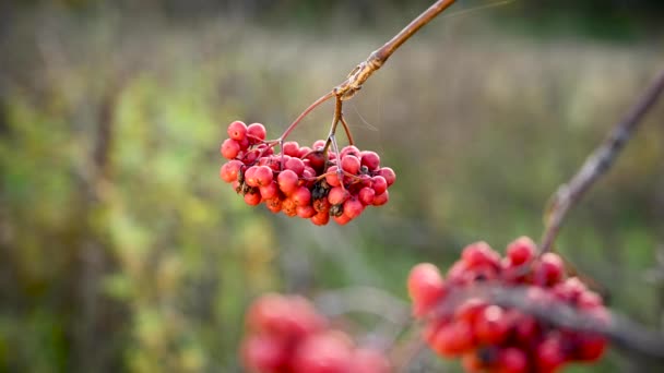 Bayas rojas de serbal maduras en otoño. La rama se balancea en el viento. Video con una cámara estática. — Vídeos de Stock