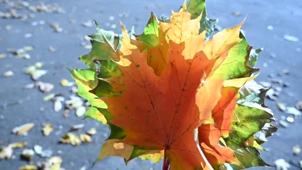 Bouquet de feuilles d'érable multicolores d'automne au vent au ralenti. Feuille tomber arrière-plan. Caméra vidéo statique. — Video