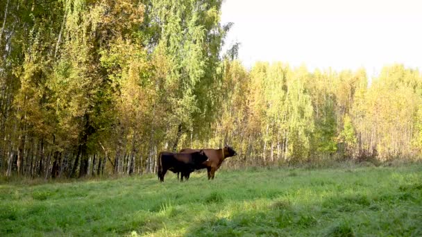 Корова и теленок пасутся на зеленом лугу. Они стоят в поле и смотрят вдаль. Видеостатическая камера. — стоковое видео