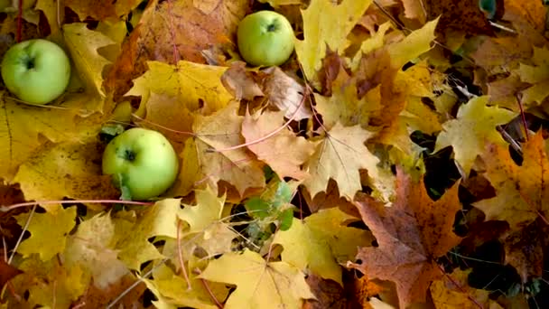 Grüne Äpfel auf bunten Ahornblättern auf dem Boden. Herbstzeit Konzept panorama Motion Camera Video. — Stockvideo