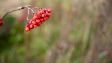 Sonbaharda olgun kırmızı kızılcık meyveleri. Dal rüzgarda sallanıyor. Panorama.