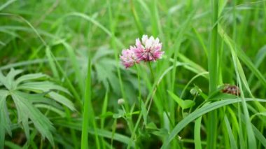 Trifolium pişmanlığı, pembe yonca, statik kamera videosu..