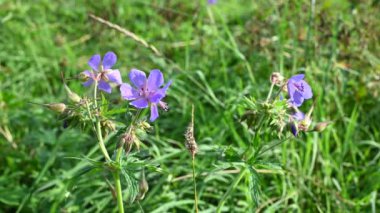 Olay yerinde sardunya pratezi. Rüzgarda hareket, güneş ışığı. Görüntülü sabit kamera.