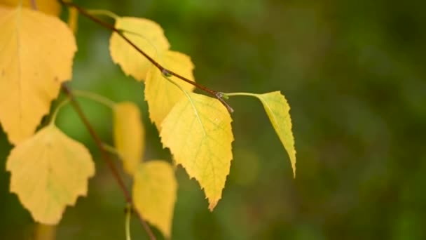 Желтые березовые листья осенью закрываются в движении ветра. Видео. — стоковое видео
