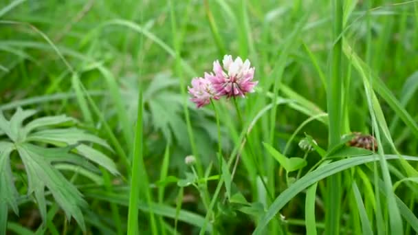 Trifolium repens, trèfle rose sur le terrain été, caméra statique vidéo. — Video