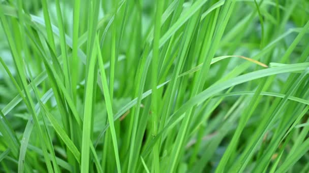 Ein Hintergrund aus saftig grünem Gras im Wind. Video mit einer statischen Kamera. — Stockvideo