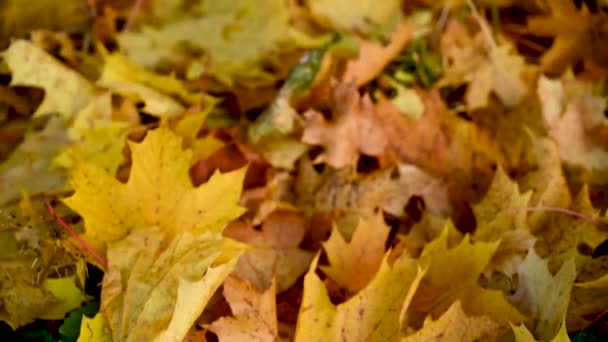 Manzanas verdes y despertador en hojas de arce de colores en el suelo. Otoño concepto de tiempo panorama movimiento cámara vídeo. — Vídeo de stock
