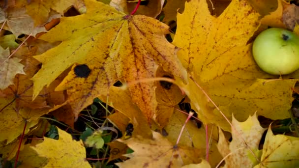 Maçãs verdes e despertador em folhas de bordo coloridas no chão. Outono tempo conceito panorama movimento câmera vídeo. — Vídeo de Stock